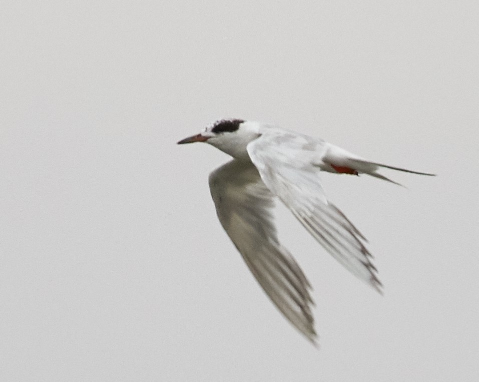 Forster's Tern - ML33459651