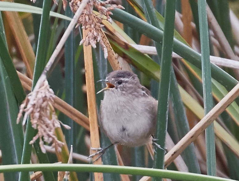 Marsh Wren - ML33459721