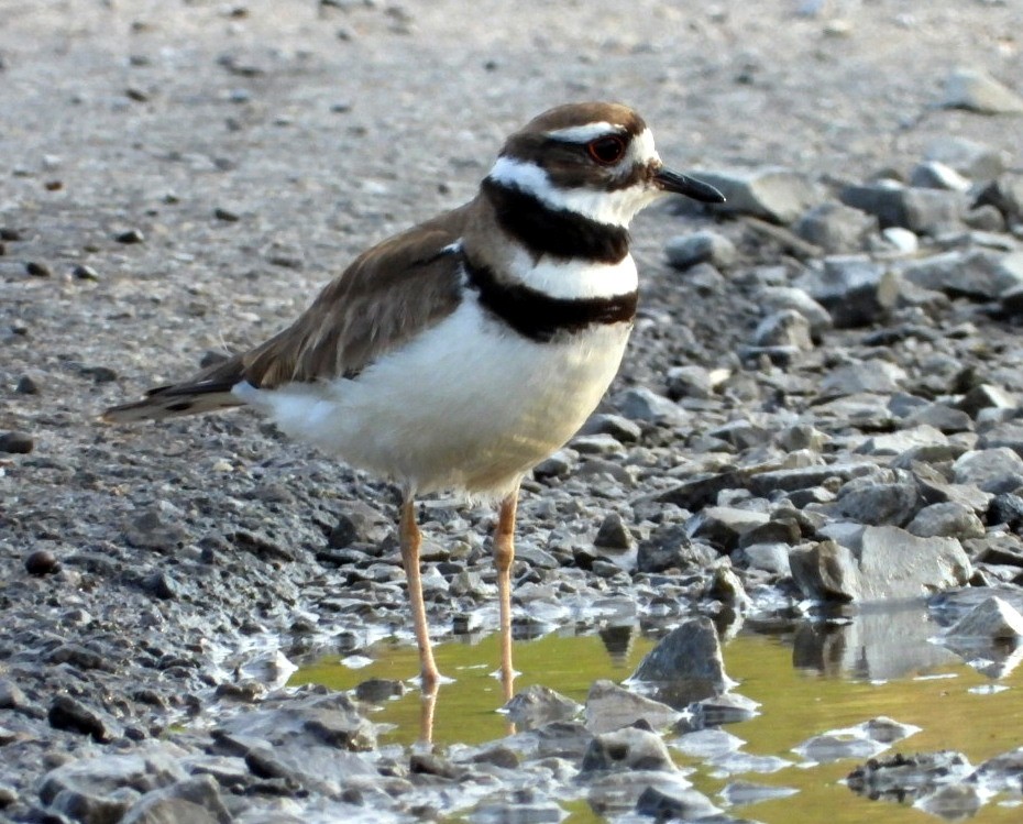 Killdeer - Annette Daughdrill