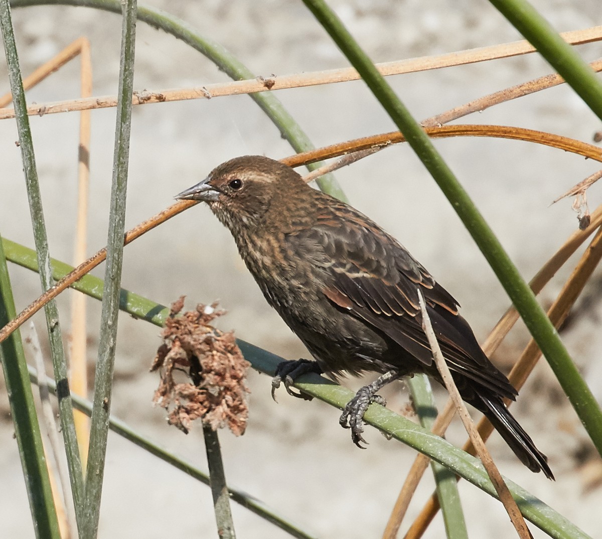 Red-winged Blackbird - ML33459821