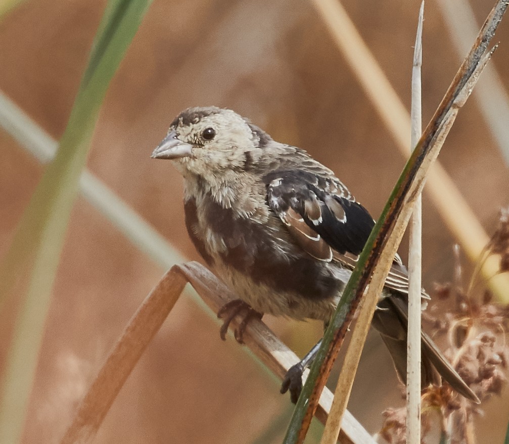 Brown-headed Cowbird - ML33459851