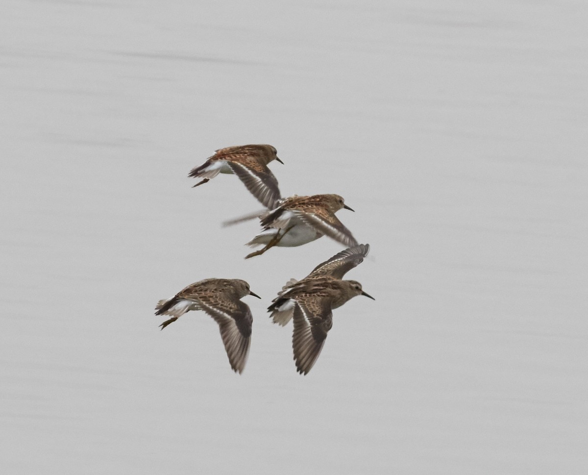 Least Sandpiper - Brooke Miller