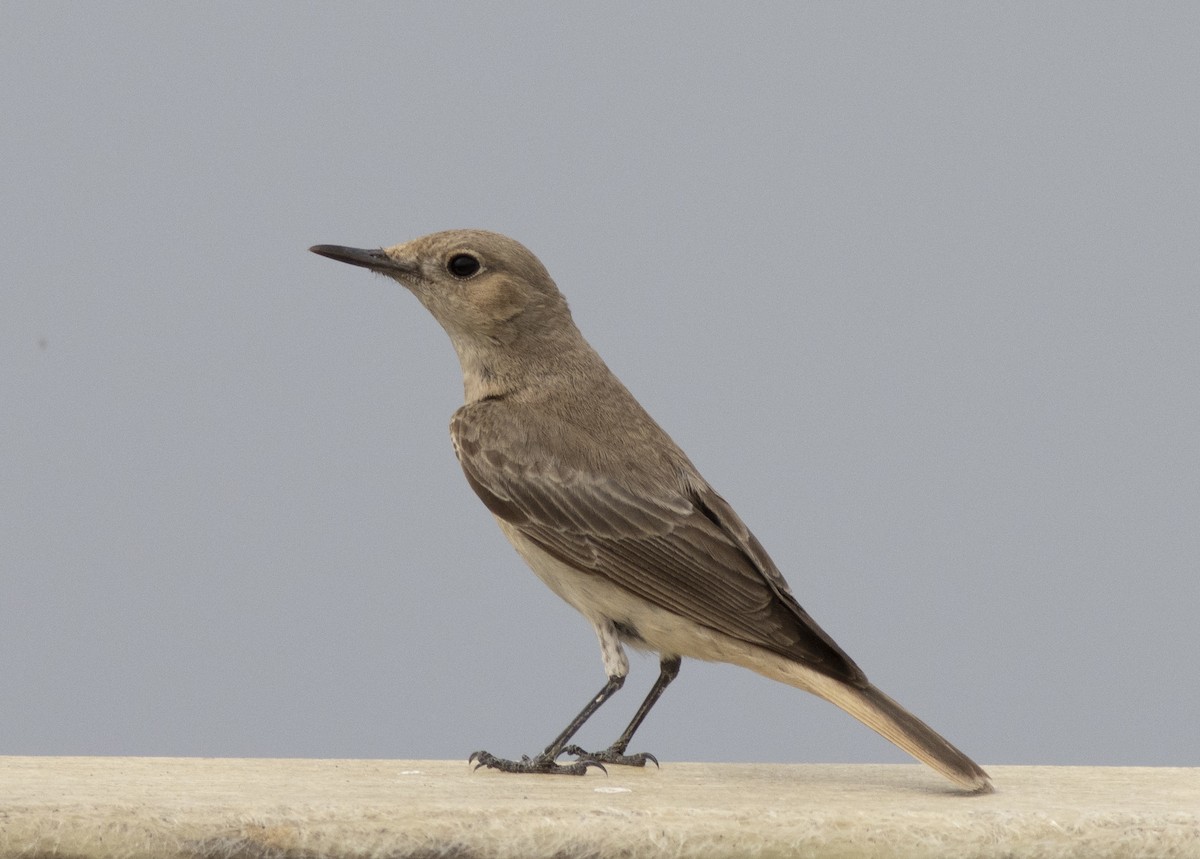 Hooded Wheatear - ML334600471