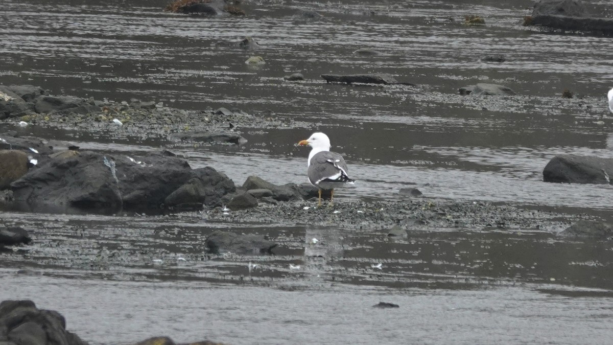 Lesser Black-backed Gull - ML334601341