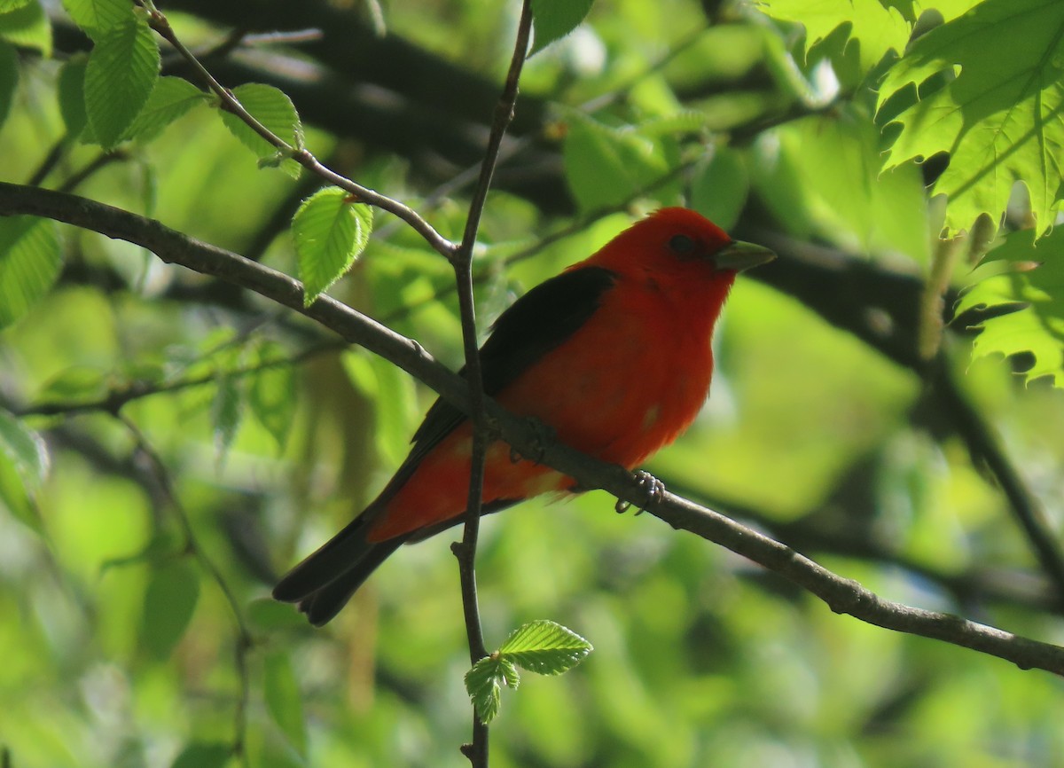 Scarlet Tanager - ML334601481