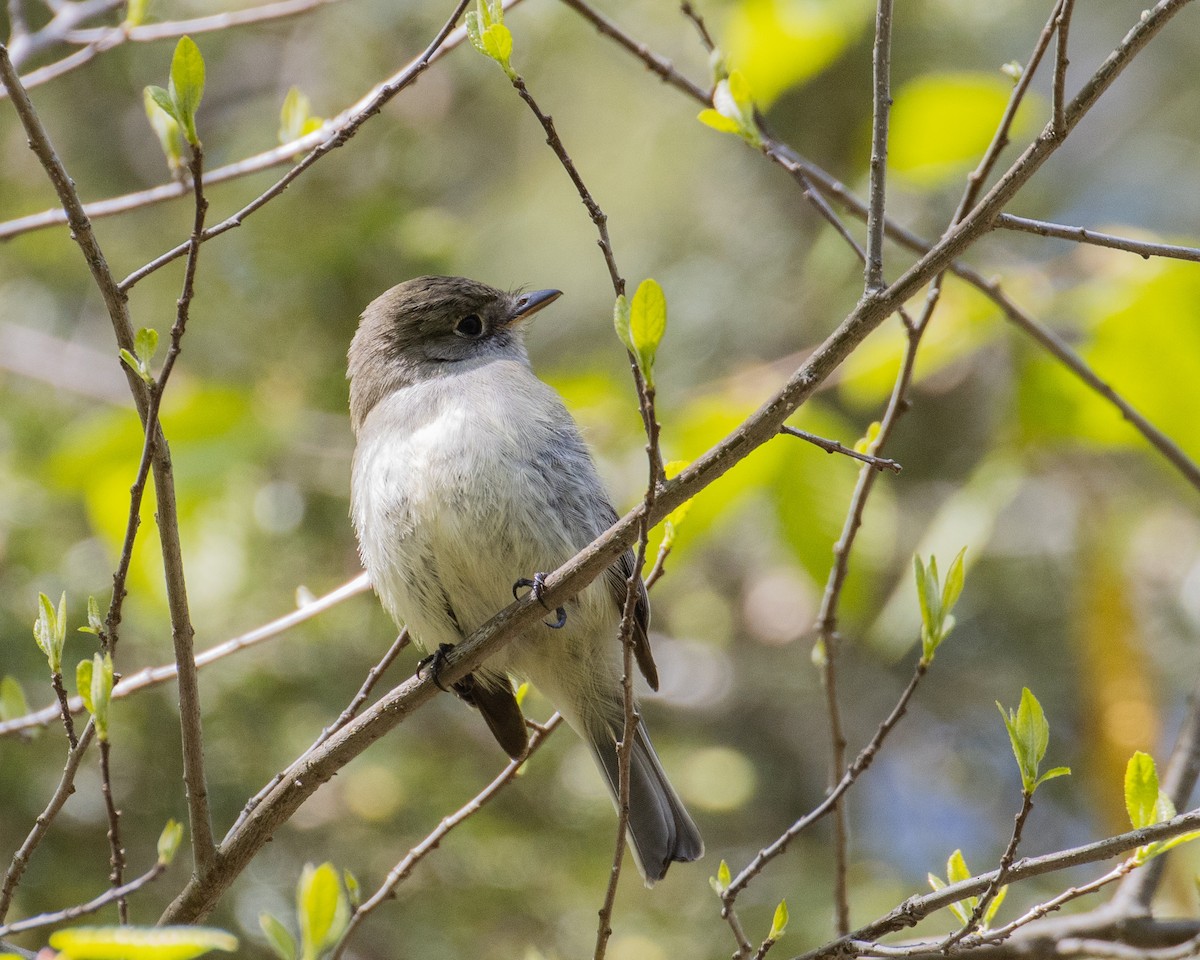 Least Flycatcher - ML334601541