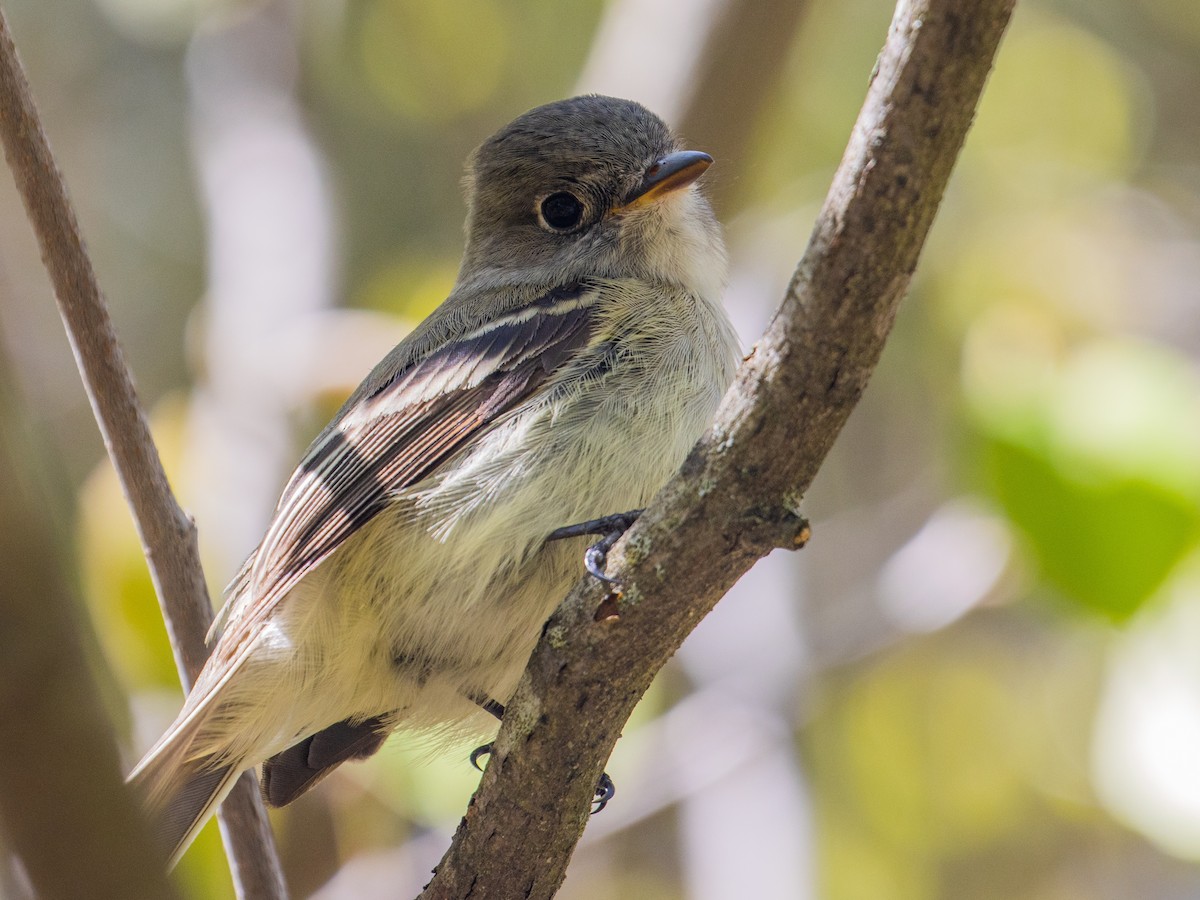 Least Flycatcher - ML334601551