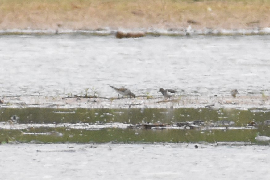 White-rumped Sandpiper - ML334601661