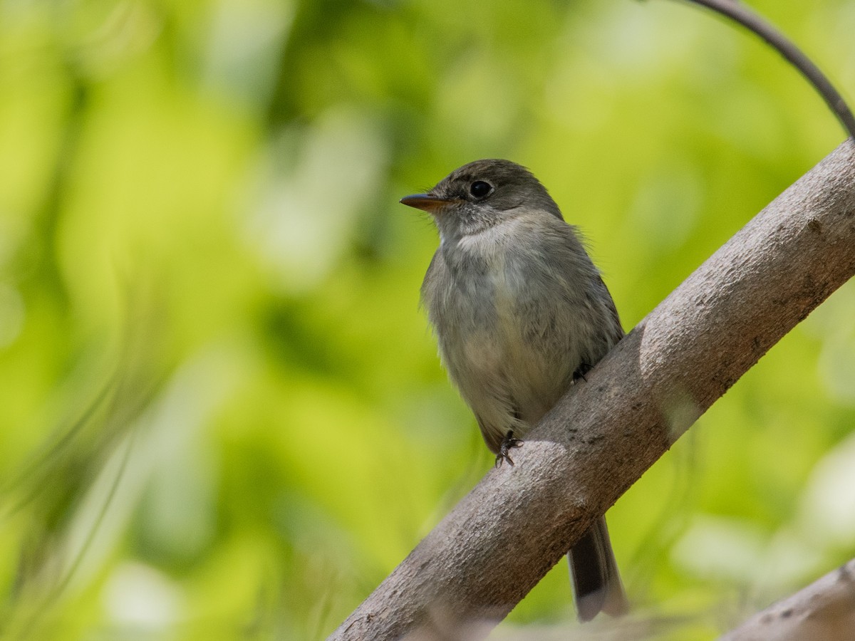 Least Flycatcher - ML334601731