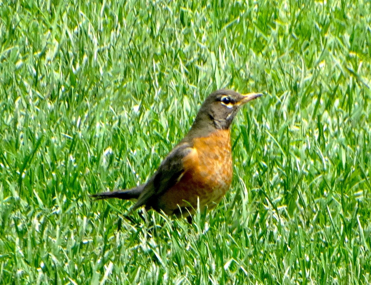 American Robin - ML334601911