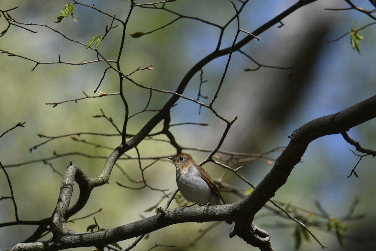 Veery - ML334602371