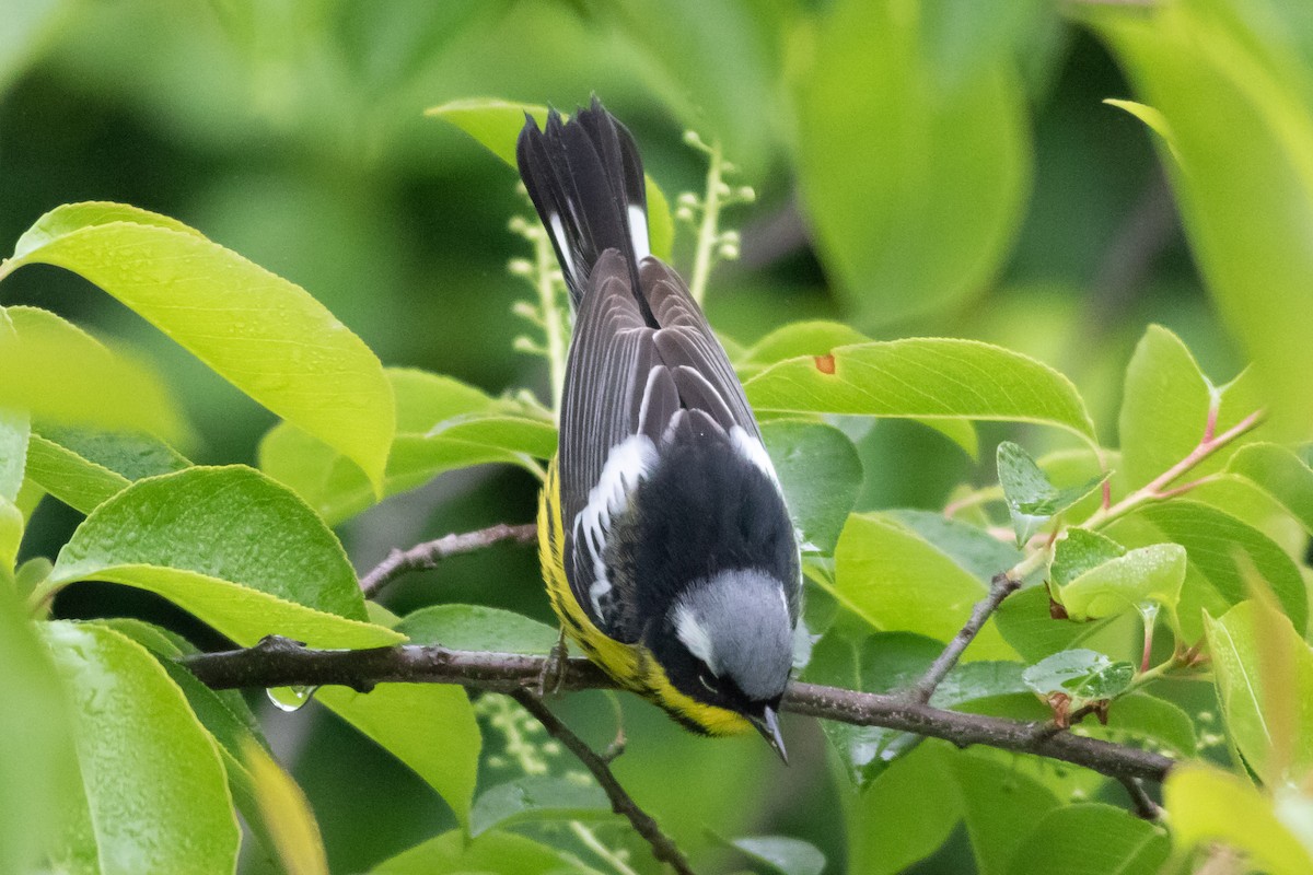 Magnolia Warbler - Timothy Graves