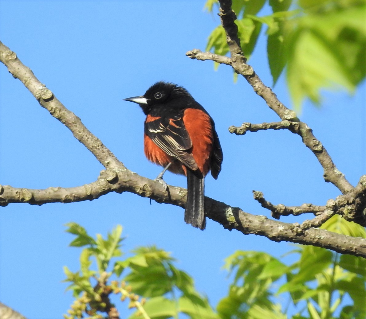 Orchard Oriole - ML334602861