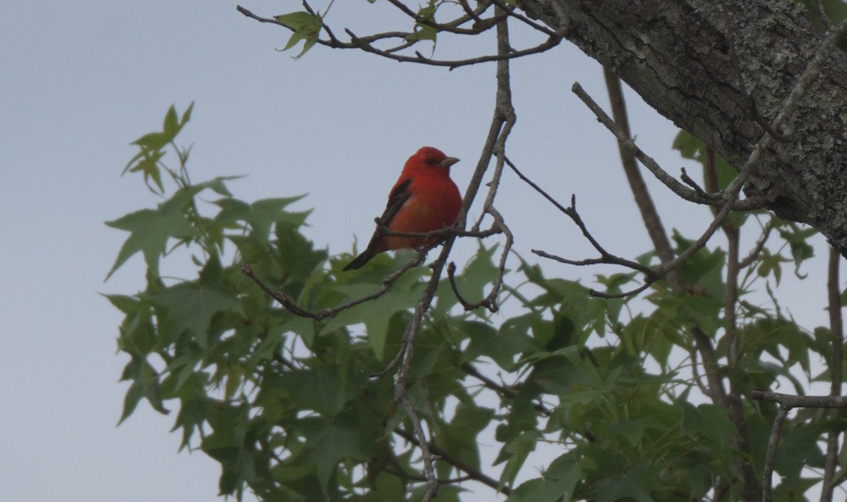 Scarlet Tanager - ML334603171