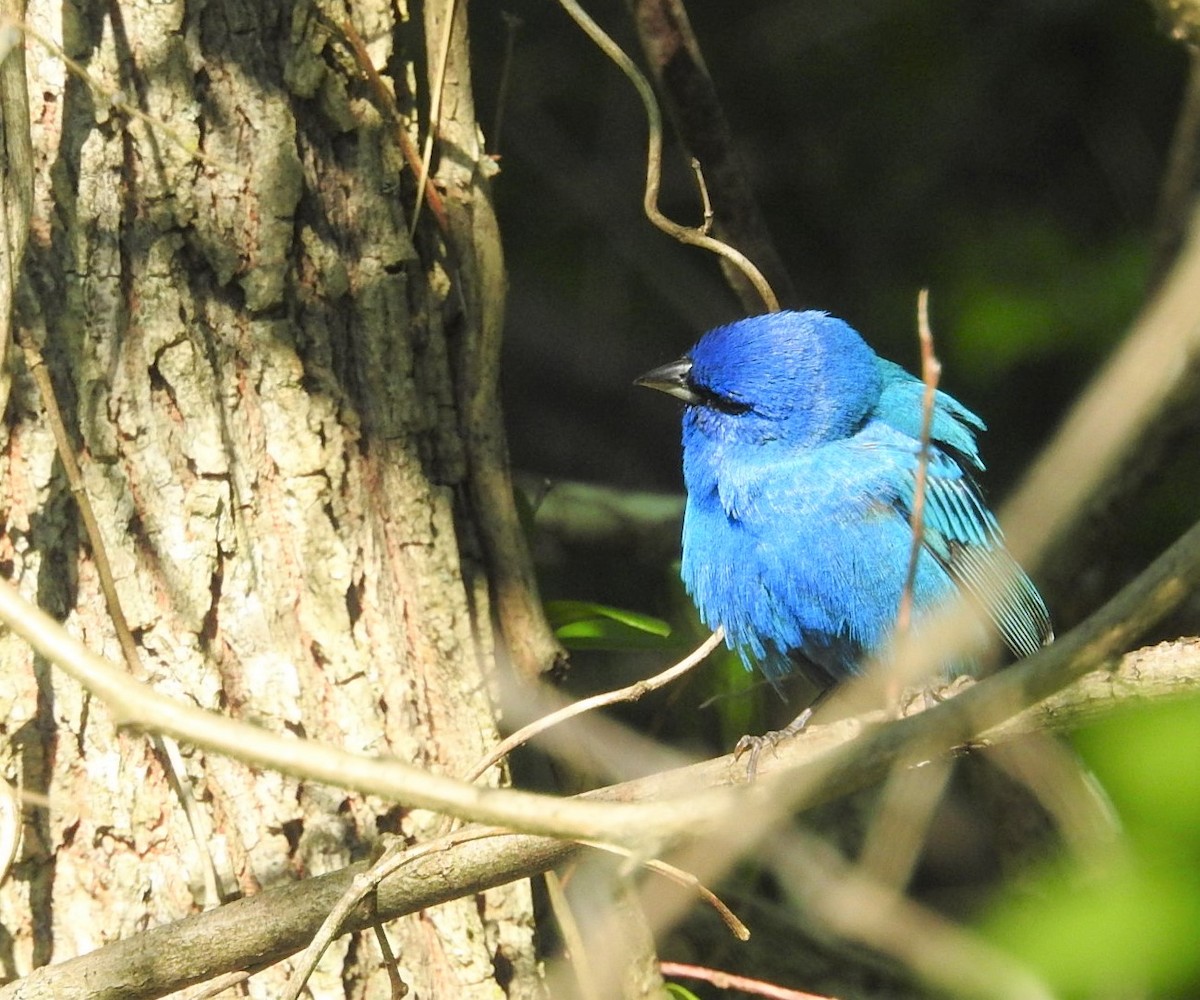 Indigo Bunting - ML334603291