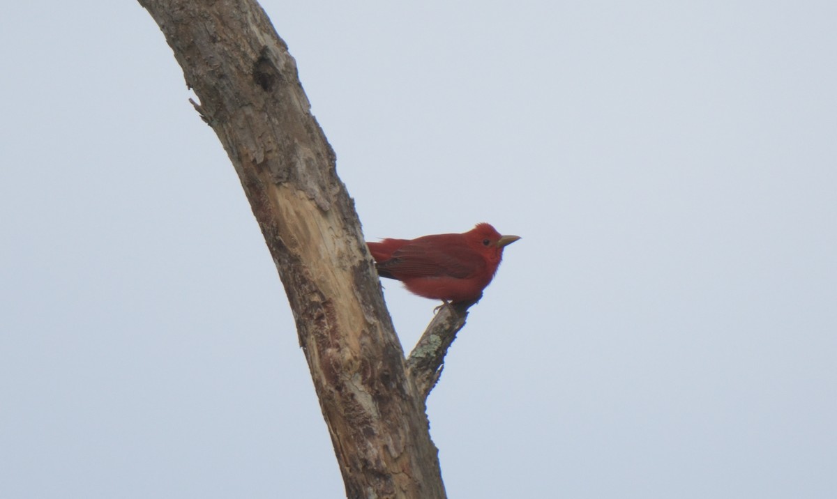 Summer Tanager - ML334603381