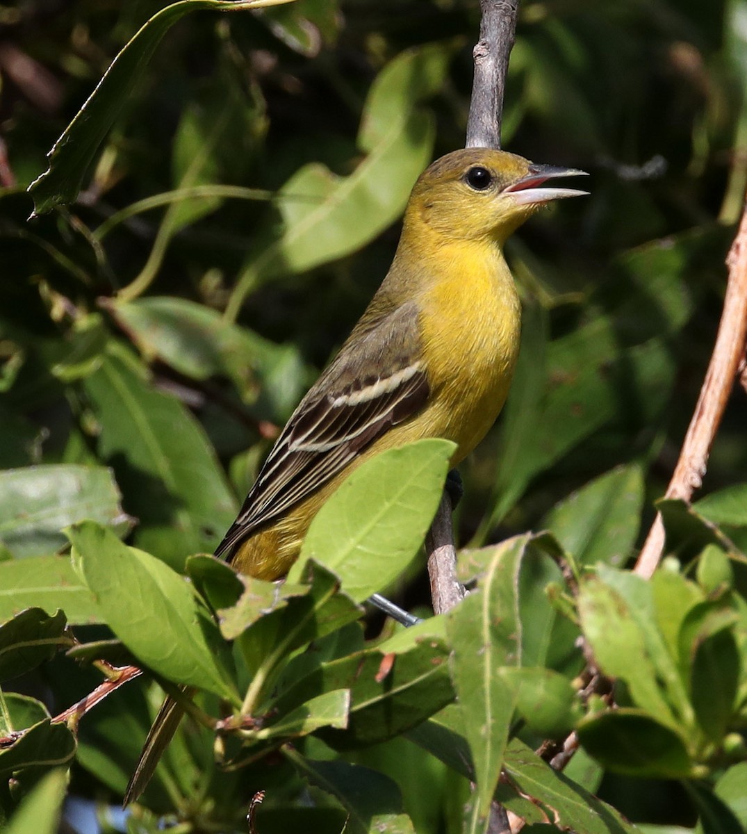 Orchard Oriole - ML334603601