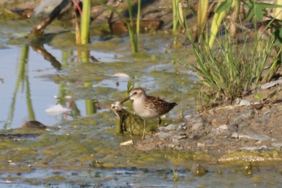 Least Sandpiper - ML33460401