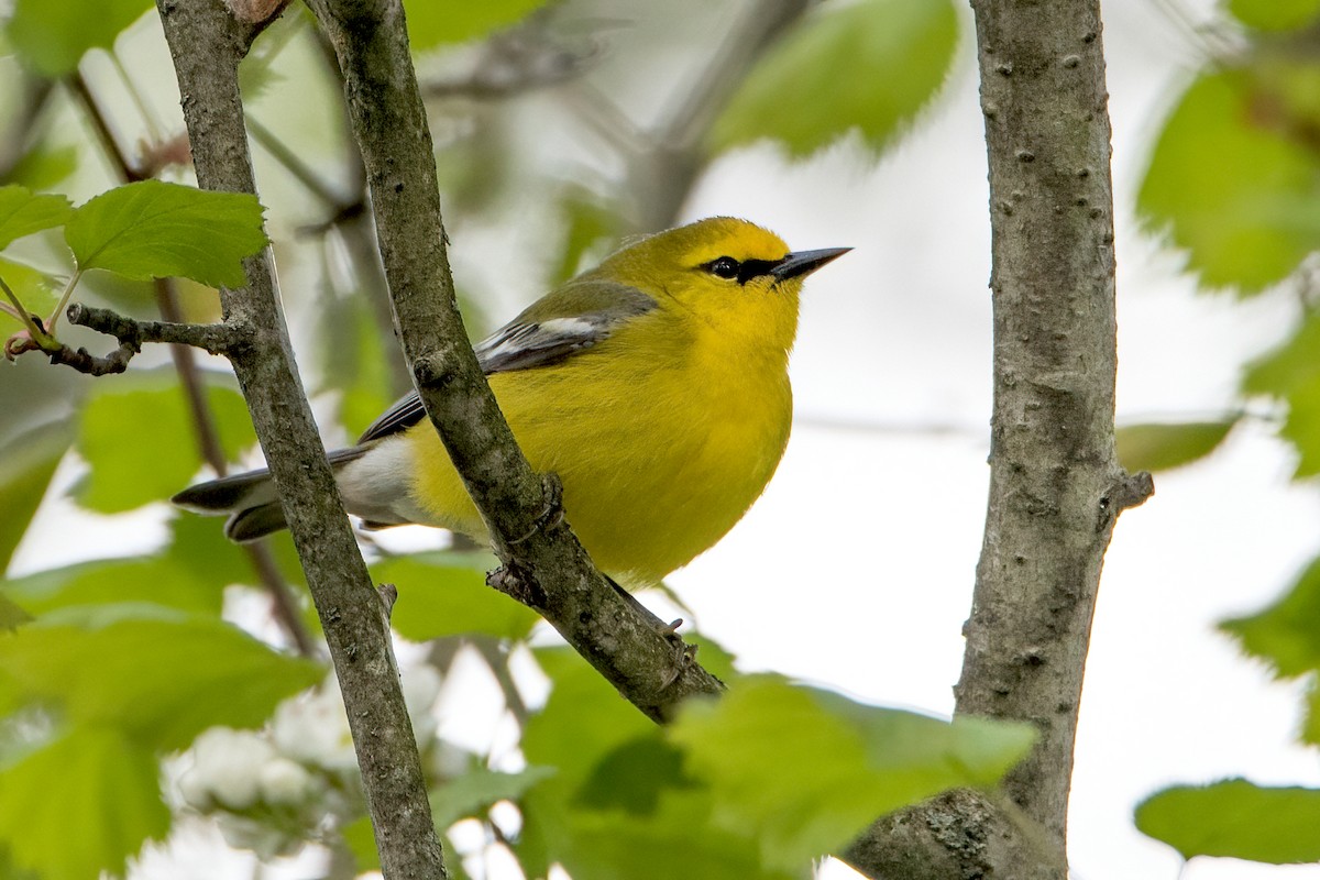 Blauflügel-Waldsänger - ML334604101