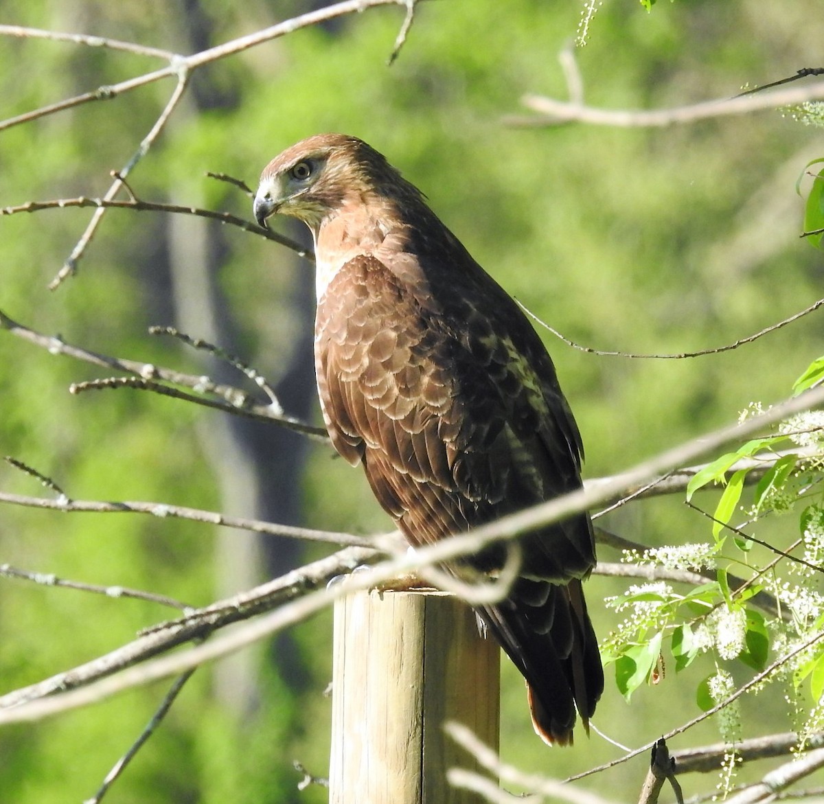 Red-tailed Hawk - ML334604431