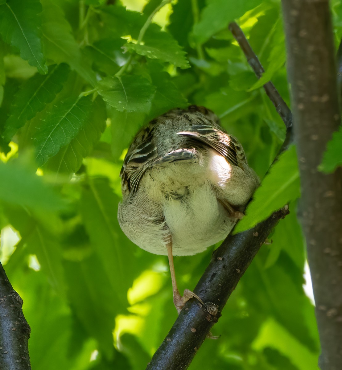 Clay-colored Sparrow - ML334604721