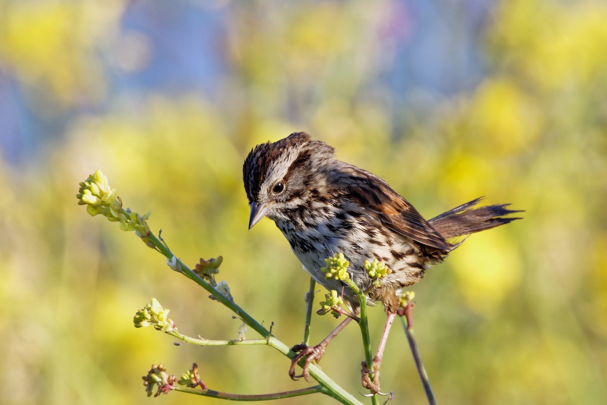 Song Sparrow - Allison Weber