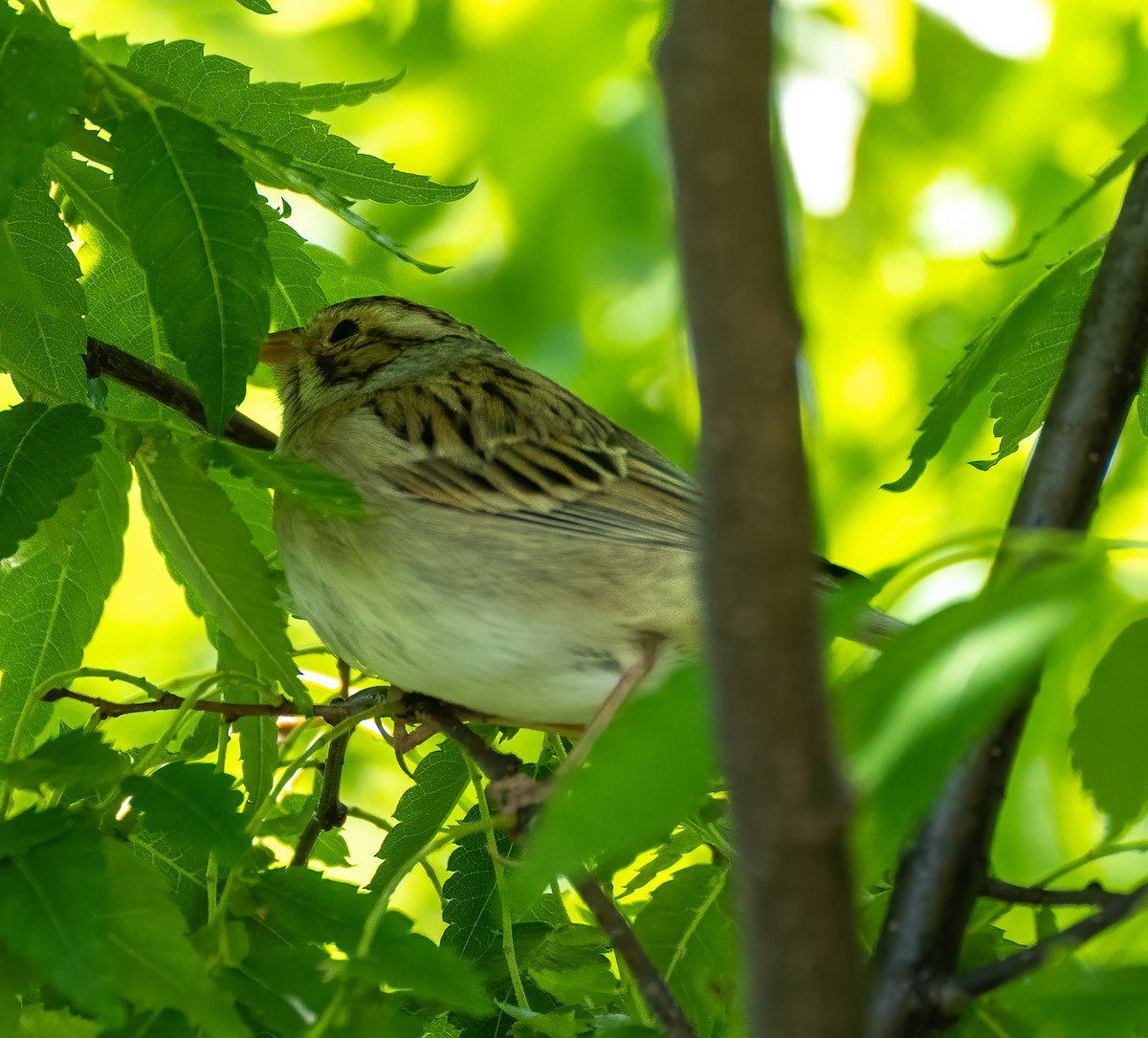 Clay-colored Sparrow - ML334604741