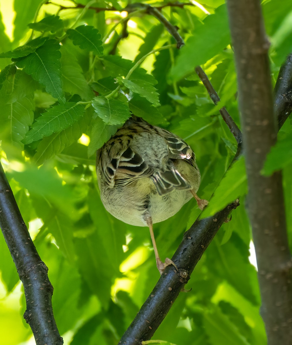Clay-colored Sparrow - ML334604771