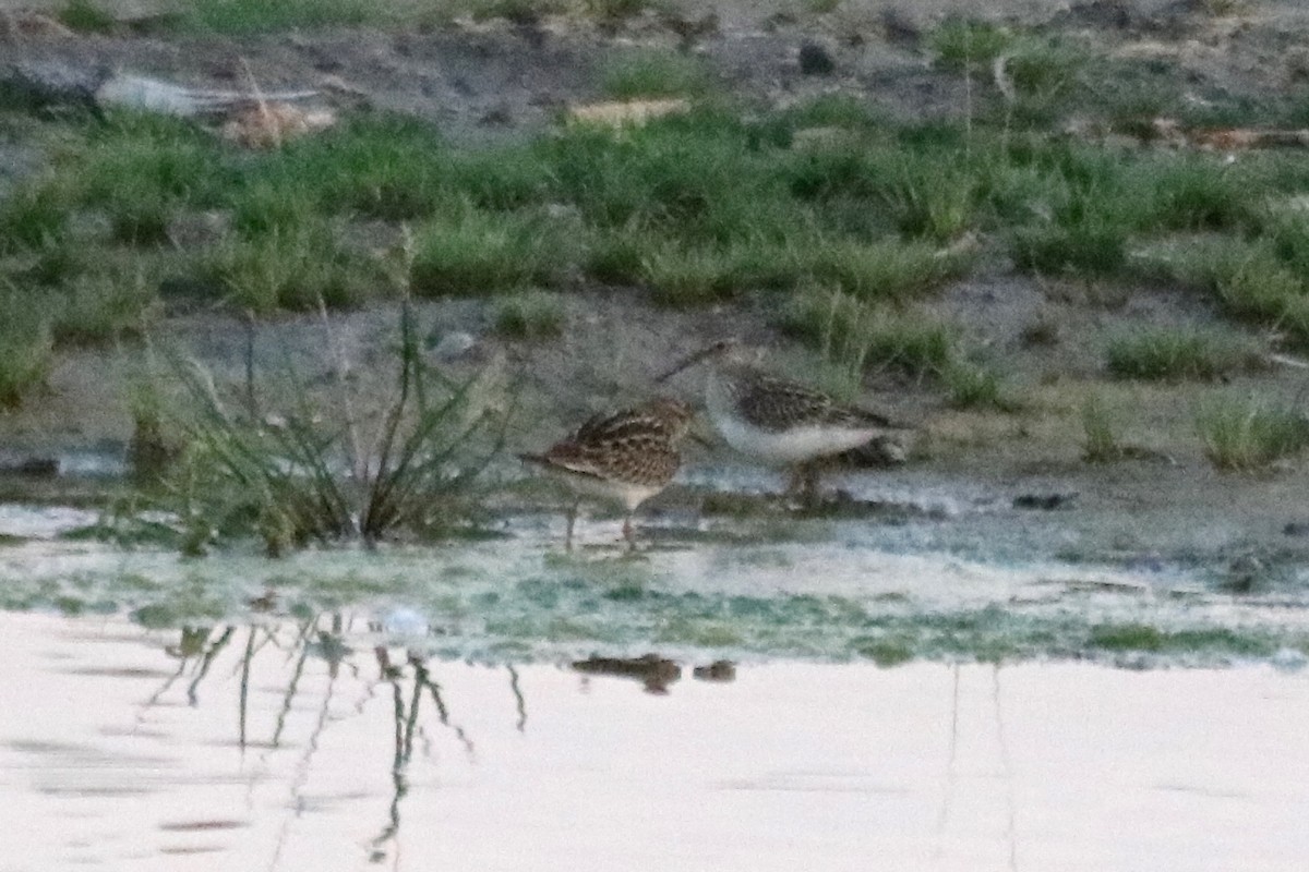 Graubrust-Strandläufer - ML33460481