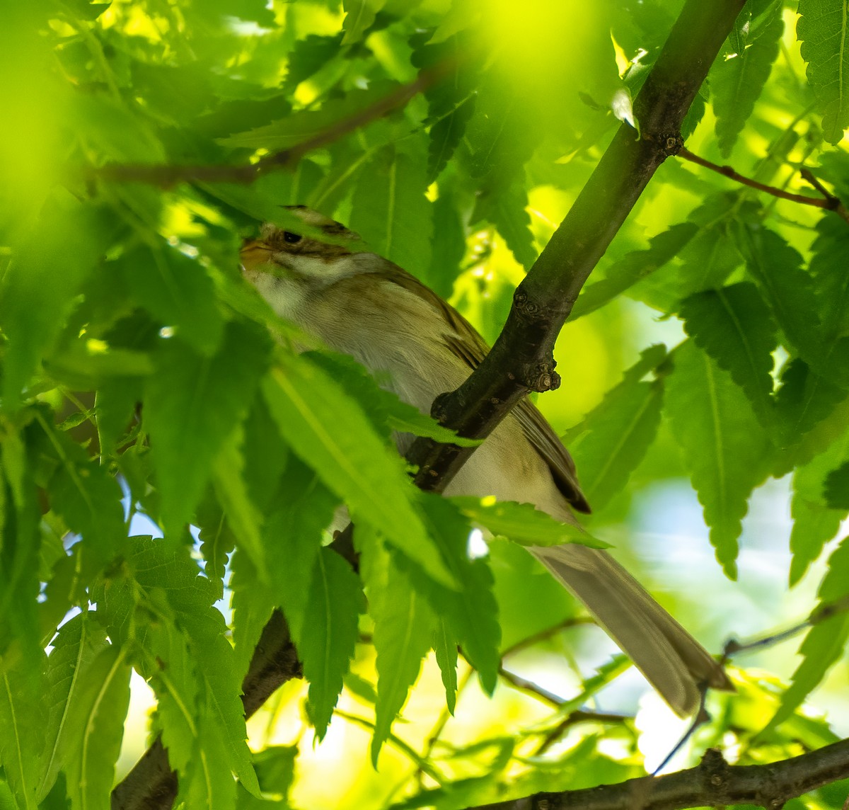 Clay-colored Sparrow - ML334604841