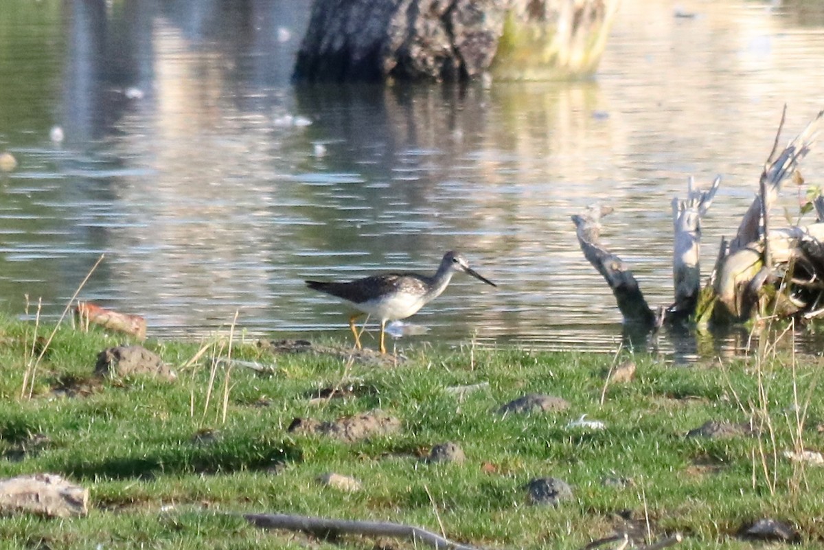 Greater Yellowlegs - ML33460511