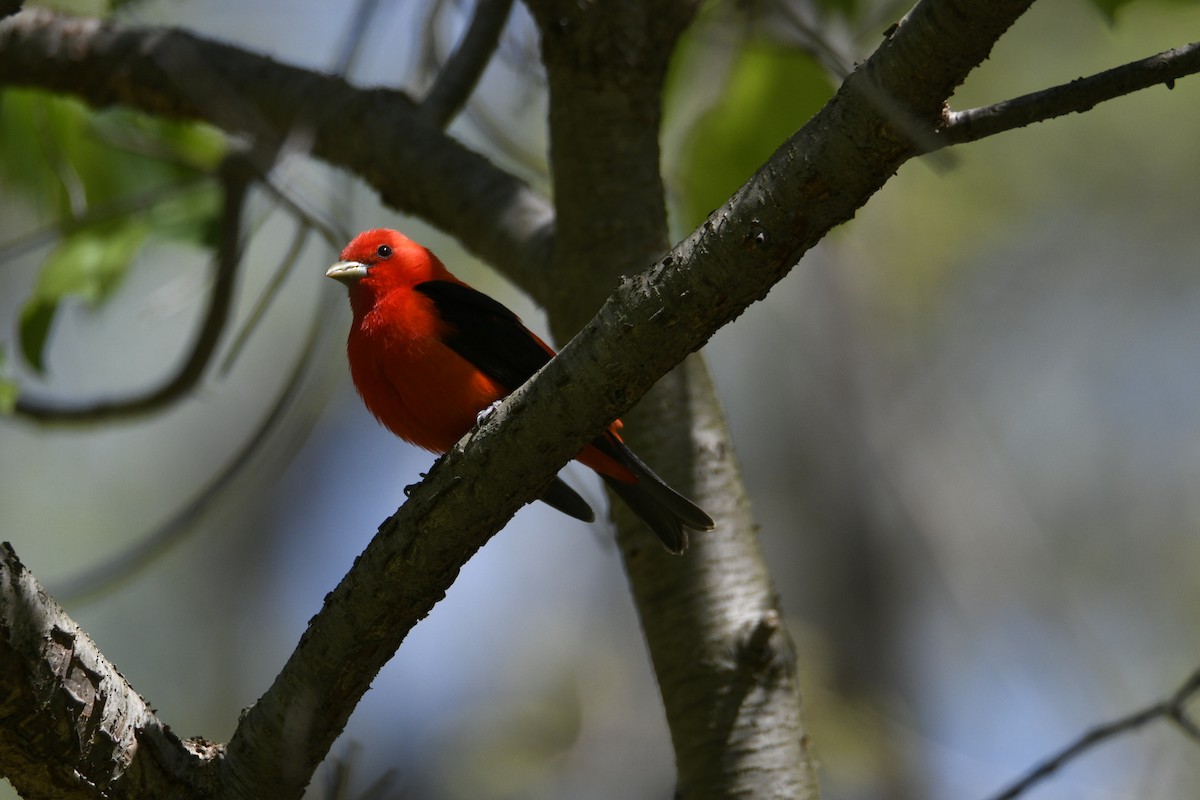 Piranga écarlate - ML334605131