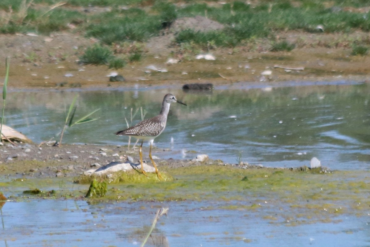 Lesser Yellowlegs - ML33460531