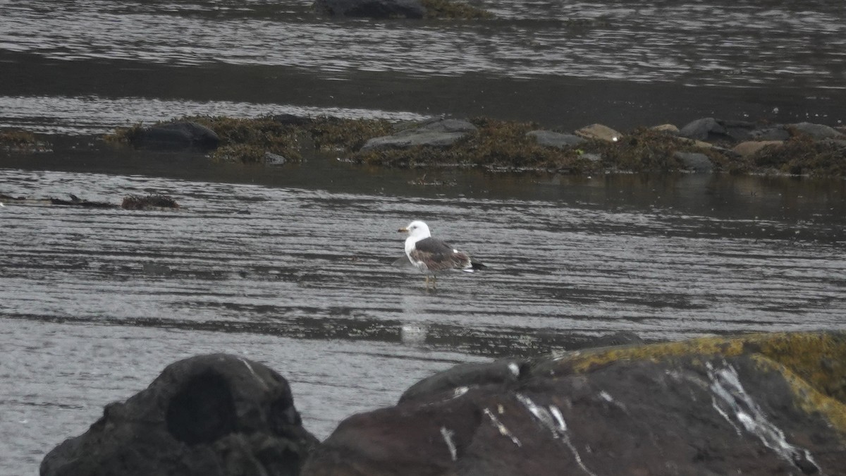 Lesser Black-backed Gull - ML334606101