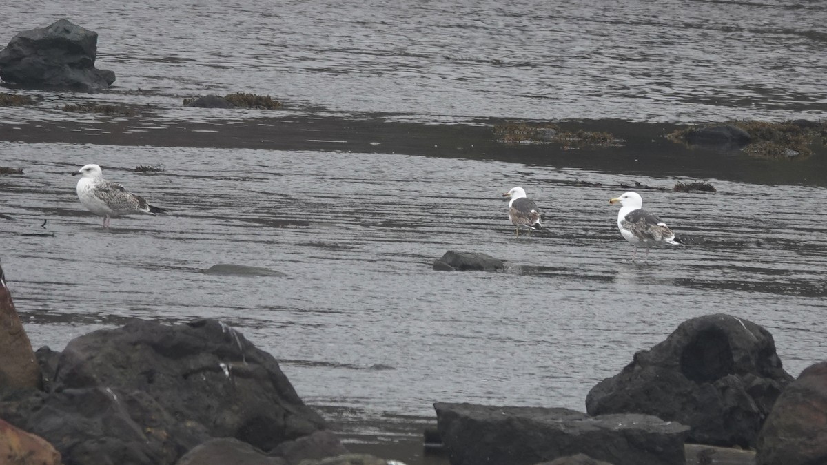 Lesser Black-backed Gull - ML334606111