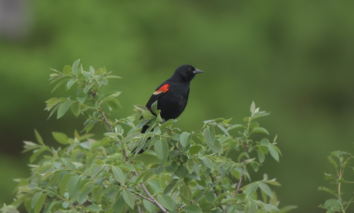 Red-winged Blackbird - Richard Snow