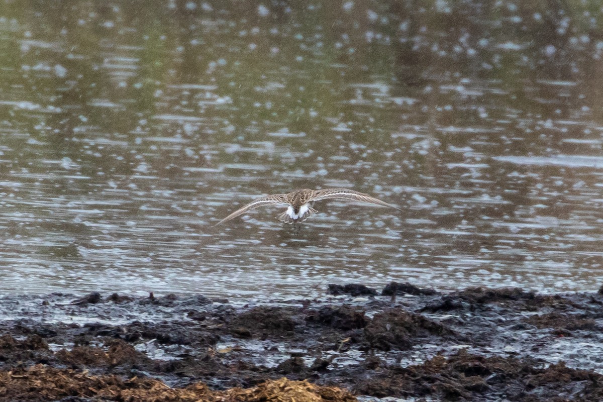 流蘇鷸 - ML334608351