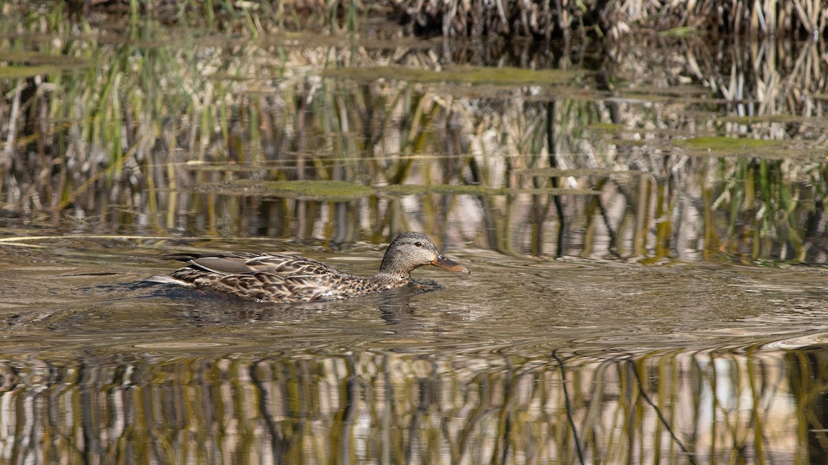 Mallard - ML334609281