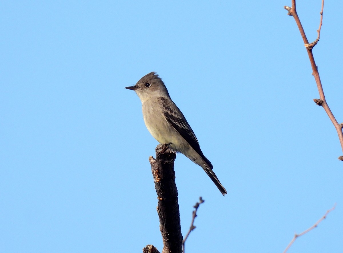 Western Wood-Pewee - ML334611161