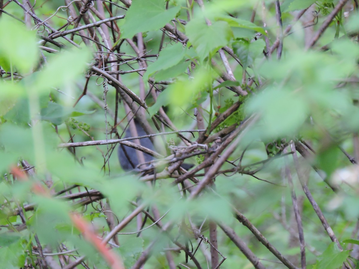 Gray Catbird - ML334611841