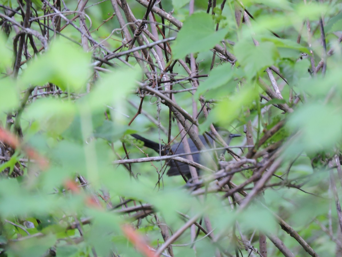 Gray Catbird - ML334611851