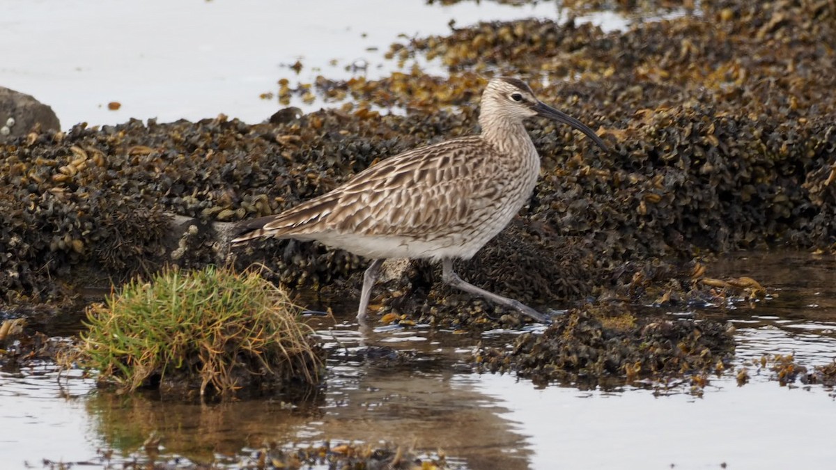 Whimbrel - Gerard Grady