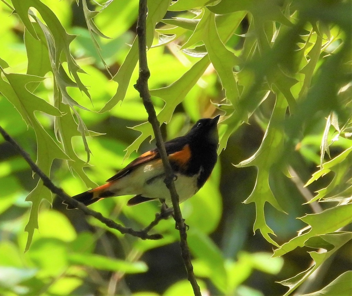 American Redstart - ML334615721