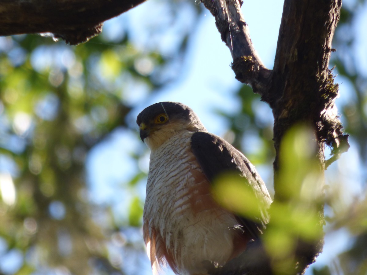 Sharp-shinned Hawk - ML334616561