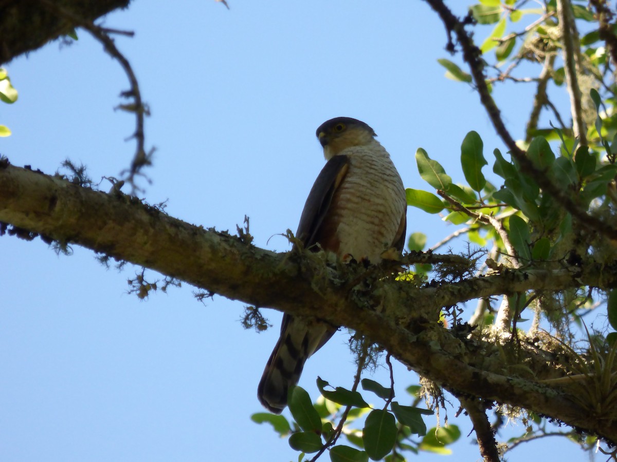 Sharp-shinned Hawk - ML334616601