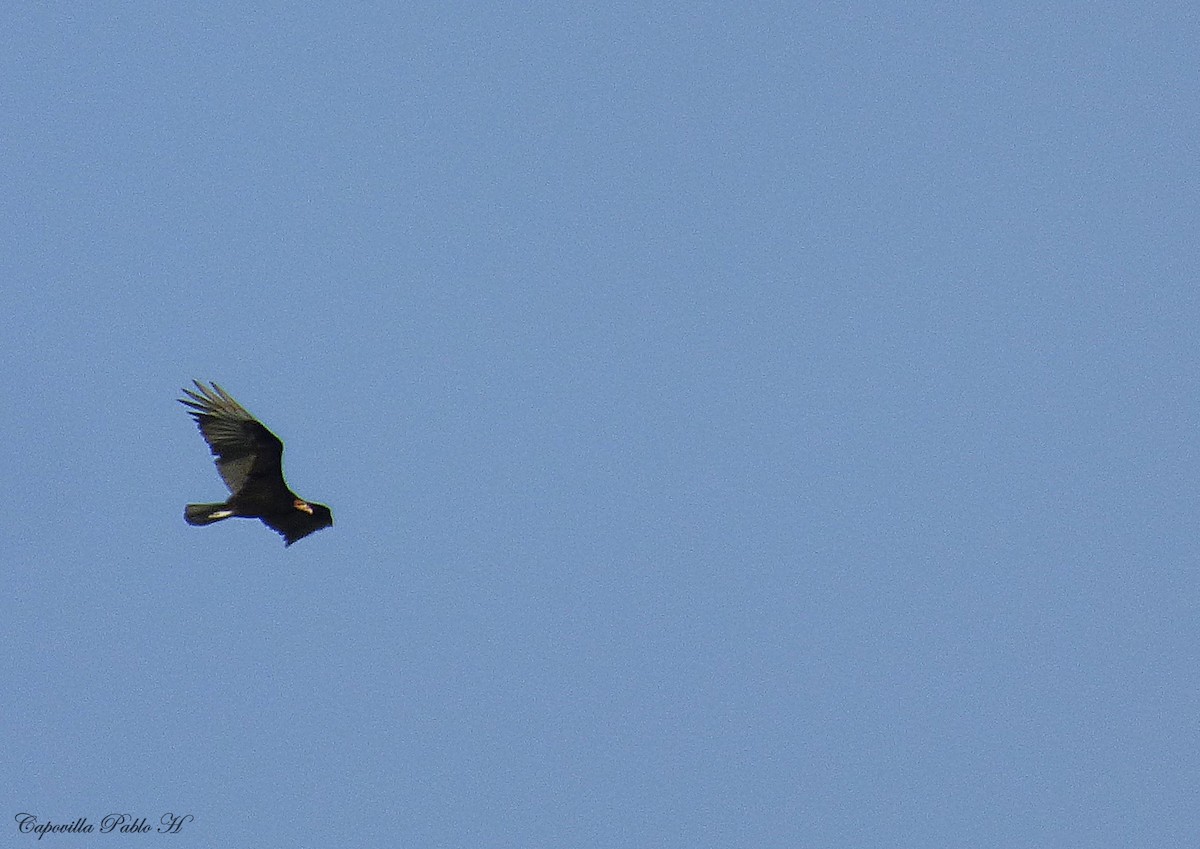 Lesser Yellow-headed Vulture - Pablo Hernan Capovilla