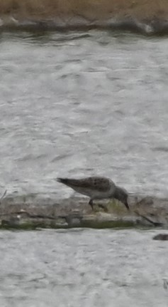 White-rumped Sandpiper - ML334618711