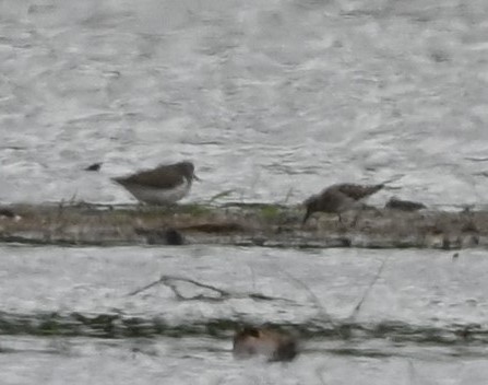 White-rumped Sandpiper - ML334618721