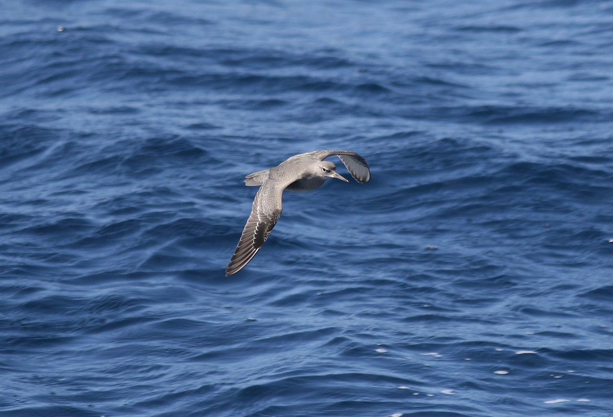 Wandering Tattler - ML33461881