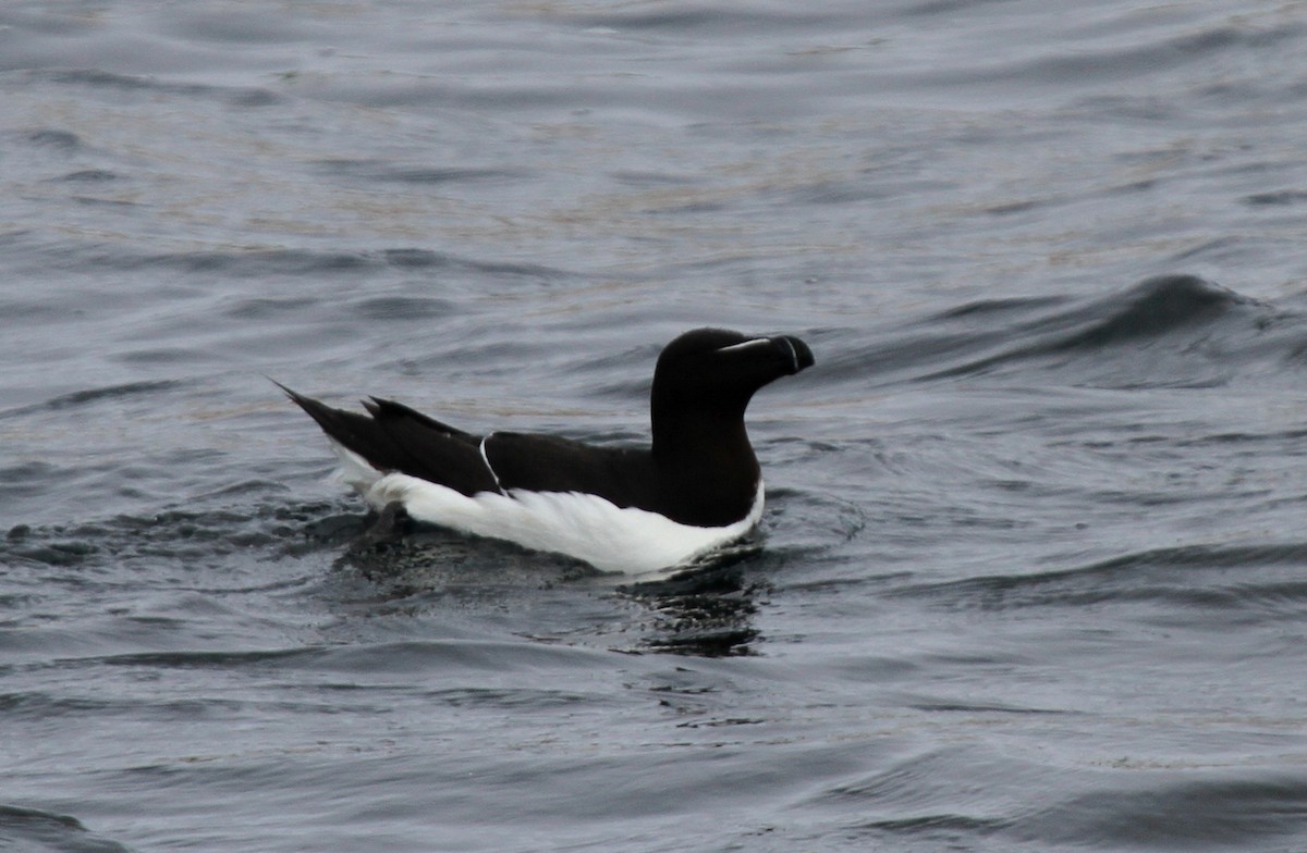 Razorbill - ML33461951